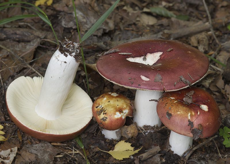 Russula lundellii